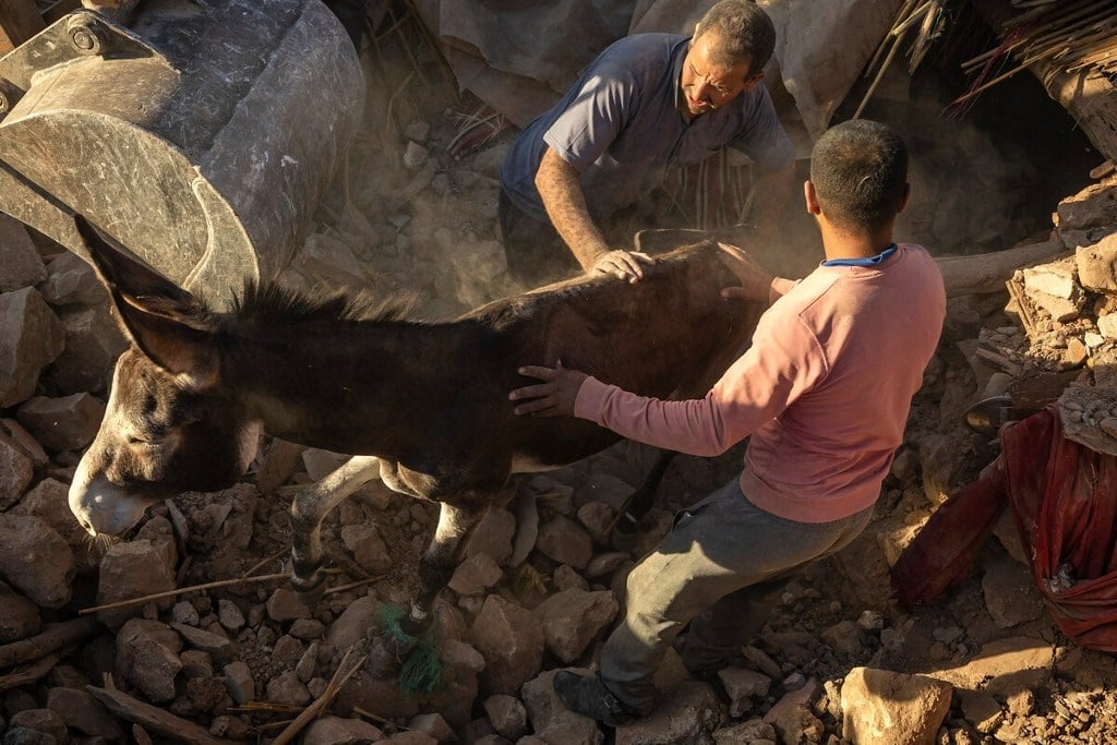 Donkey being helped from rubble by rescuers